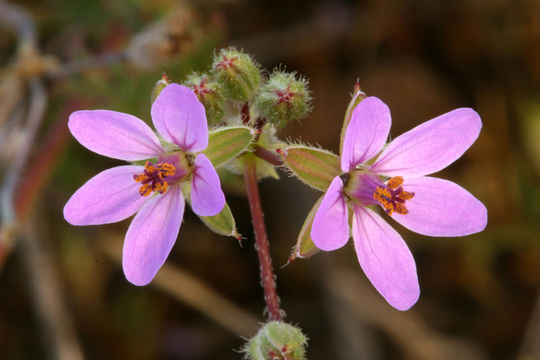 Imagem de Erodium cicutarium (L.) L'Her.