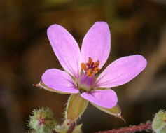 Image of Common Stork's-bill