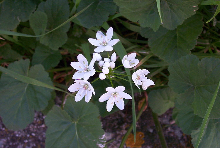 Image of white garlic