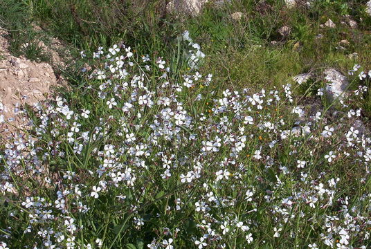 Image of wild radish