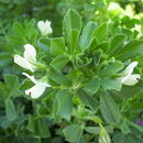 Image of Ononis biflora Desf.