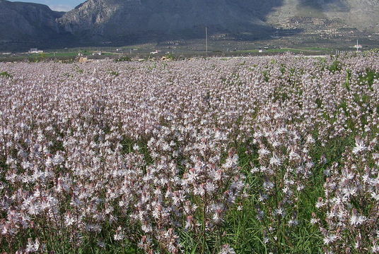 Image of <i>Asphodelus microcarpus</i>