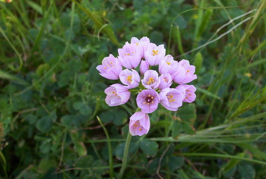 Image of Rosy Garlic