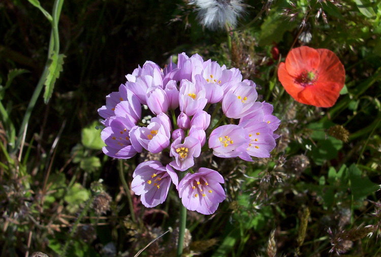 Image of Allium roseum L.