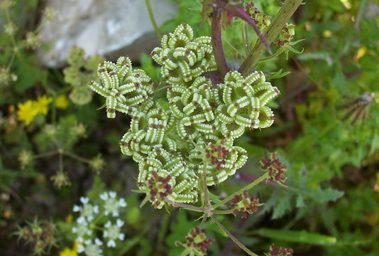 Image of Mediterranean hartwort