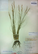 Image of pine needlegrass