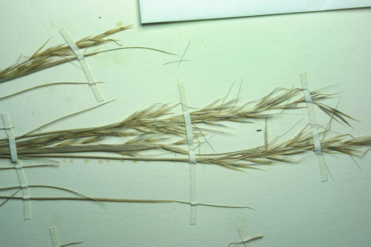 Image of pine needlegrass