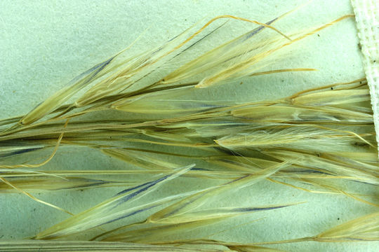 Image of pine needlegrass