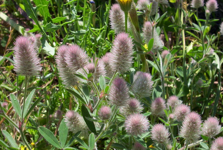 Imagem de Trifolium arvense L.