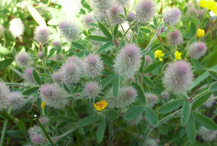 Imagem de Trifolium arvense L.