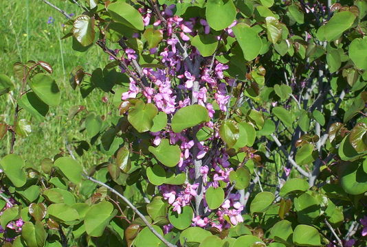 Image of Judas-tree