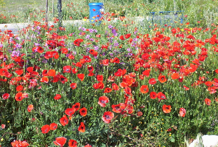 Image of corn poppy