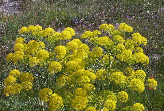 Image of Giant Fennel