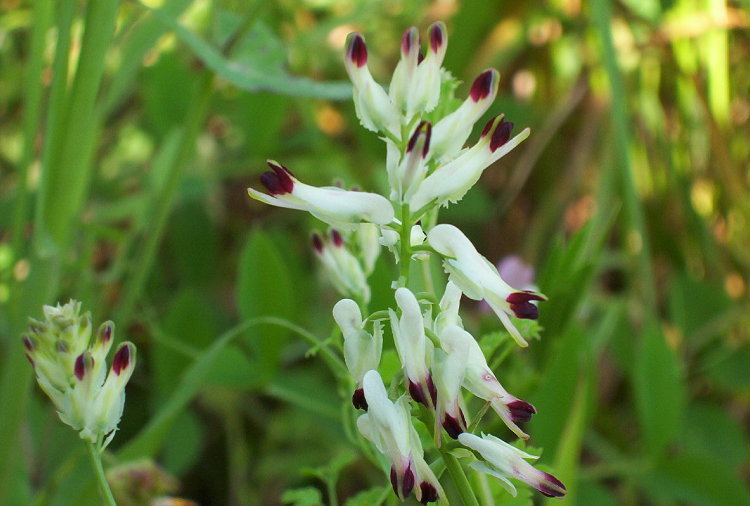 Image of white ramping fumitory