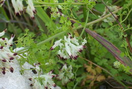 Image of white ramping fumitory