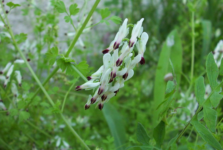 Image of white ramping fumitory