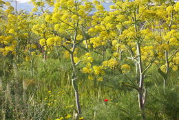 Image of Giant Fennel