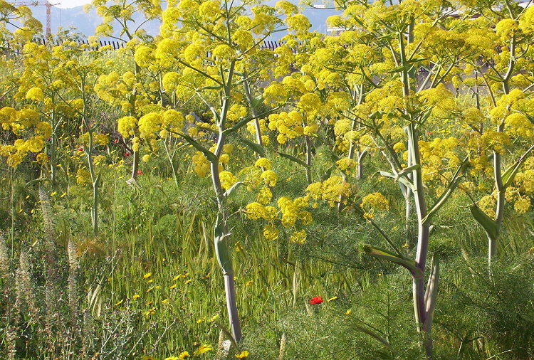 Ferula communis L. resmi