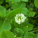 Image of white clover