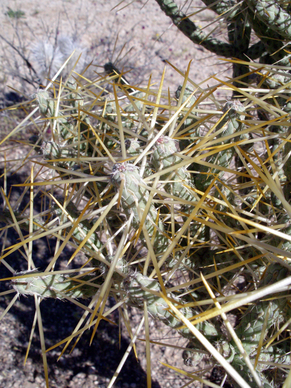 Imagem de Cylindropuntia ramosissima (Engelm.) F. M. Knuth