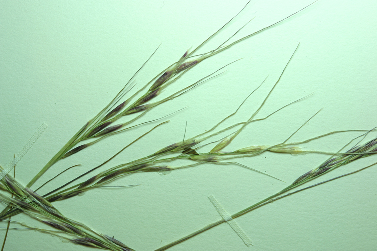 Image of Thurber's needlegrass