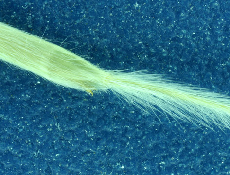 Image of Thurber's needlegrass