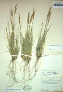 Image of Webber needlegrass