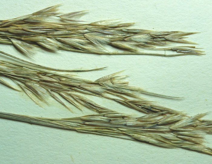 Image of Webber needlegrass