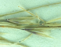 Image of Webber needlegrass