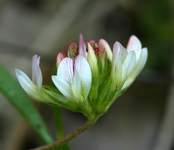 Image de Trifolium breweri S. Watson