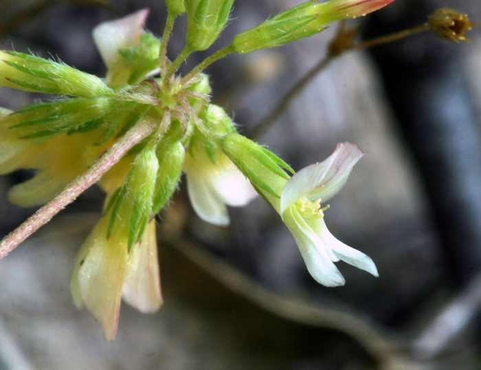 Image de Trifolium breweri S. Watson