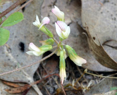 Image de Trifolium breweri S. Watson