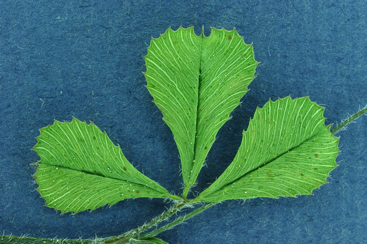 Image de Trifolium breweri S. Watson