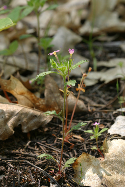 Image of variableleaf collomia