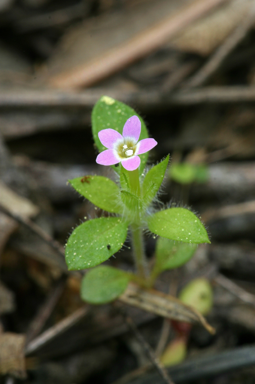 Image of variableleaf collomia