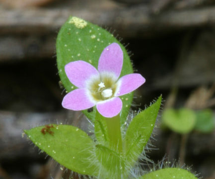 Image of variableleaf collomia