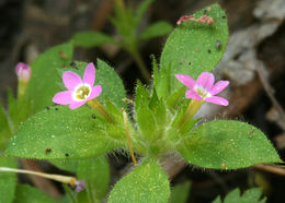 Image of variableleaf collomia