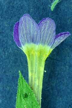 Image of variableleaf collomia