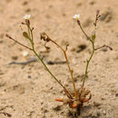 Image of sand gilia