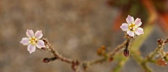 Image of sand gilia