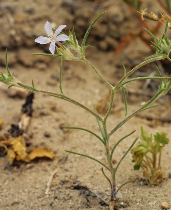 Image de Eriastrum wilcoxii (A. Nelson) Mason