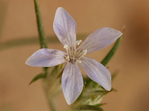 Image of Wilcox's woollystar