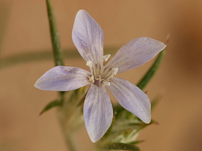 Image of Wilcox's woollystar