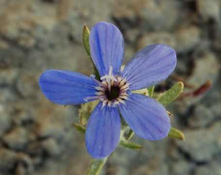 Imagem de Eriastrum wilcoxii (A. Nelson) Mason