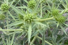 Imagem de Eryngium campestre L.