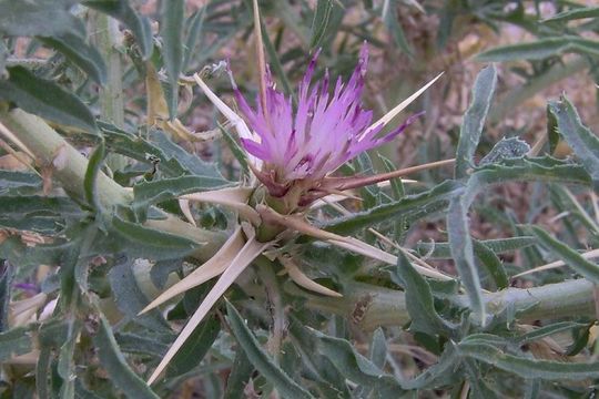 Centaurea calcitrapa L. resmi