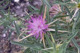 Image of red star-thistle