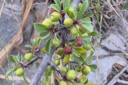 Image of Rhamnus infectoria L.