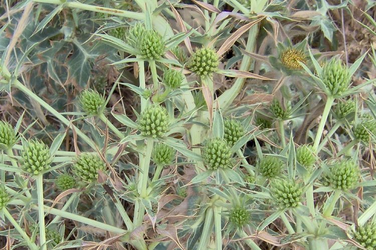 Image of field eryngo