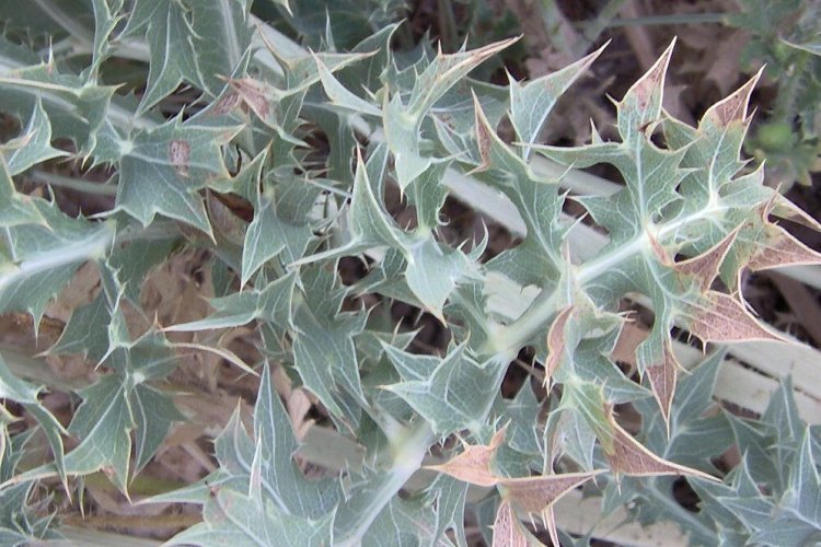 Eryngium campestre L. resmi